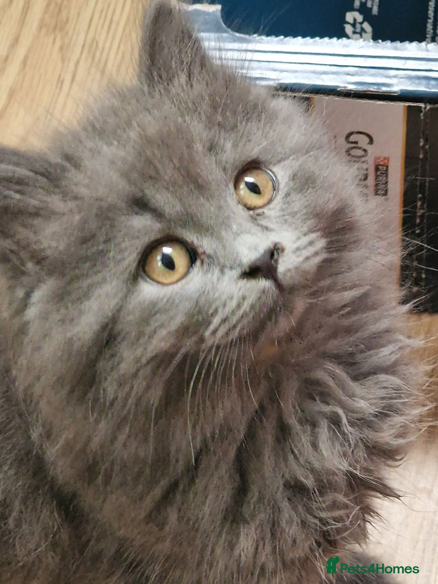 British Longhair cats Gorgeous British Blue longhair kittens - Advert 2