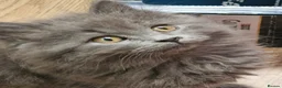 British Longhair cats for sale: Gorgeous British Blue longhair kittens - Advert 1
