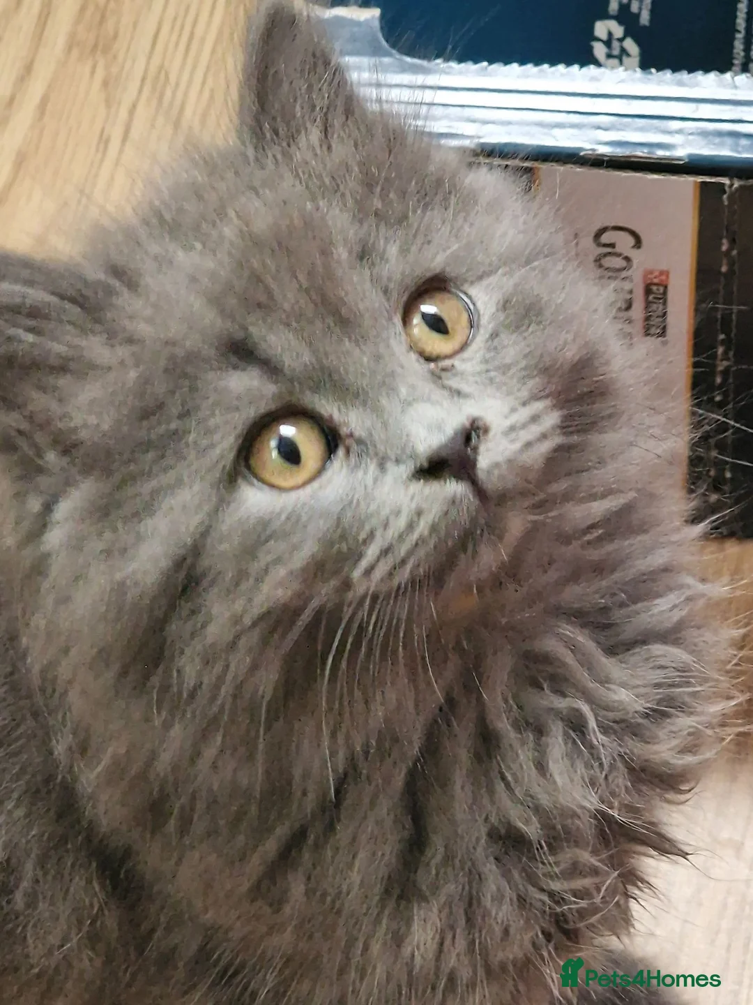 British Longhair cats for sale: Gorgeous British Blue longhair kittens - Advert 1