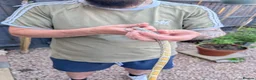Corn Snake reptiles for sale: Corn snake in Gloucester - Advert 2