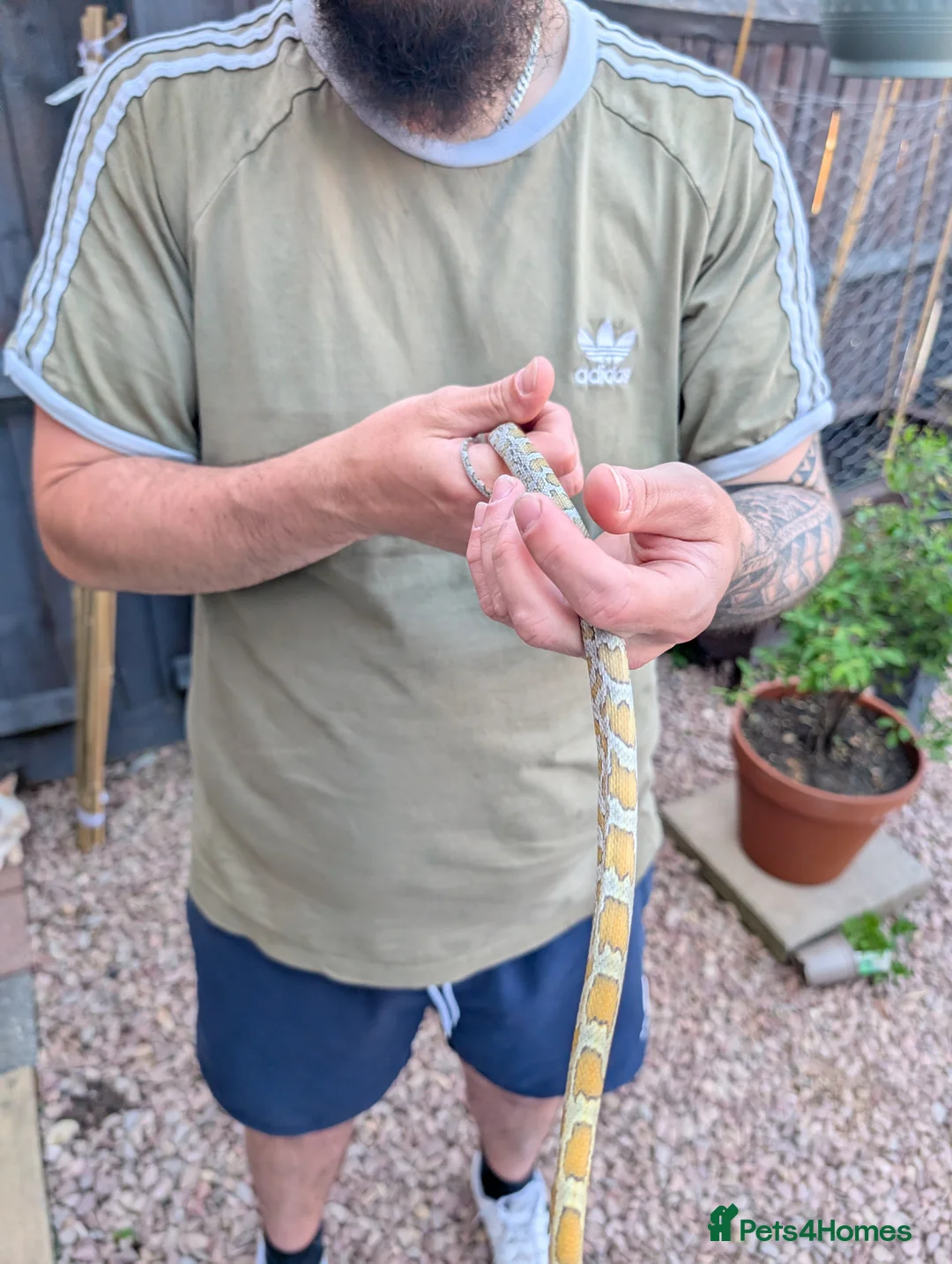 Corn Snake reptiles for sale: Corn snake in Gloucester - Advert 2