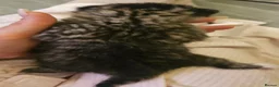 Maine Coon cats for sale: Maine coon mix kittens - Advert 2