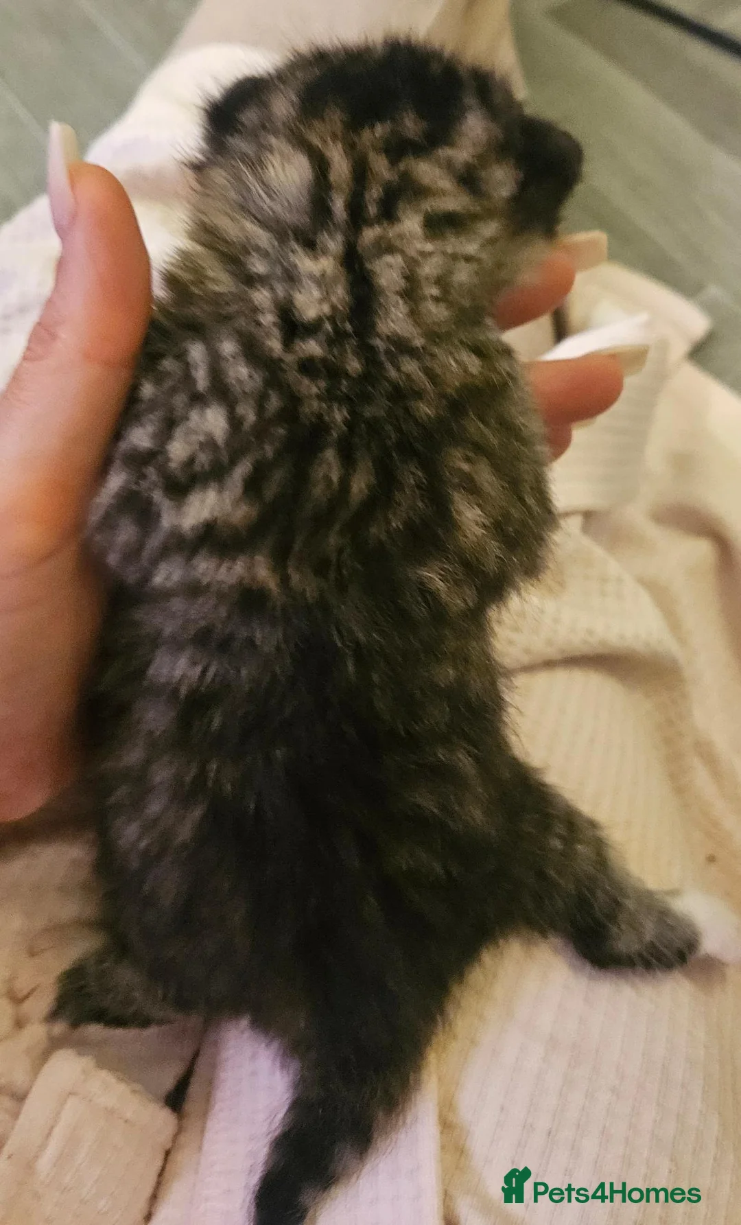 Maine Coon cats for sale: Maine coon mix kittens - Advert 2