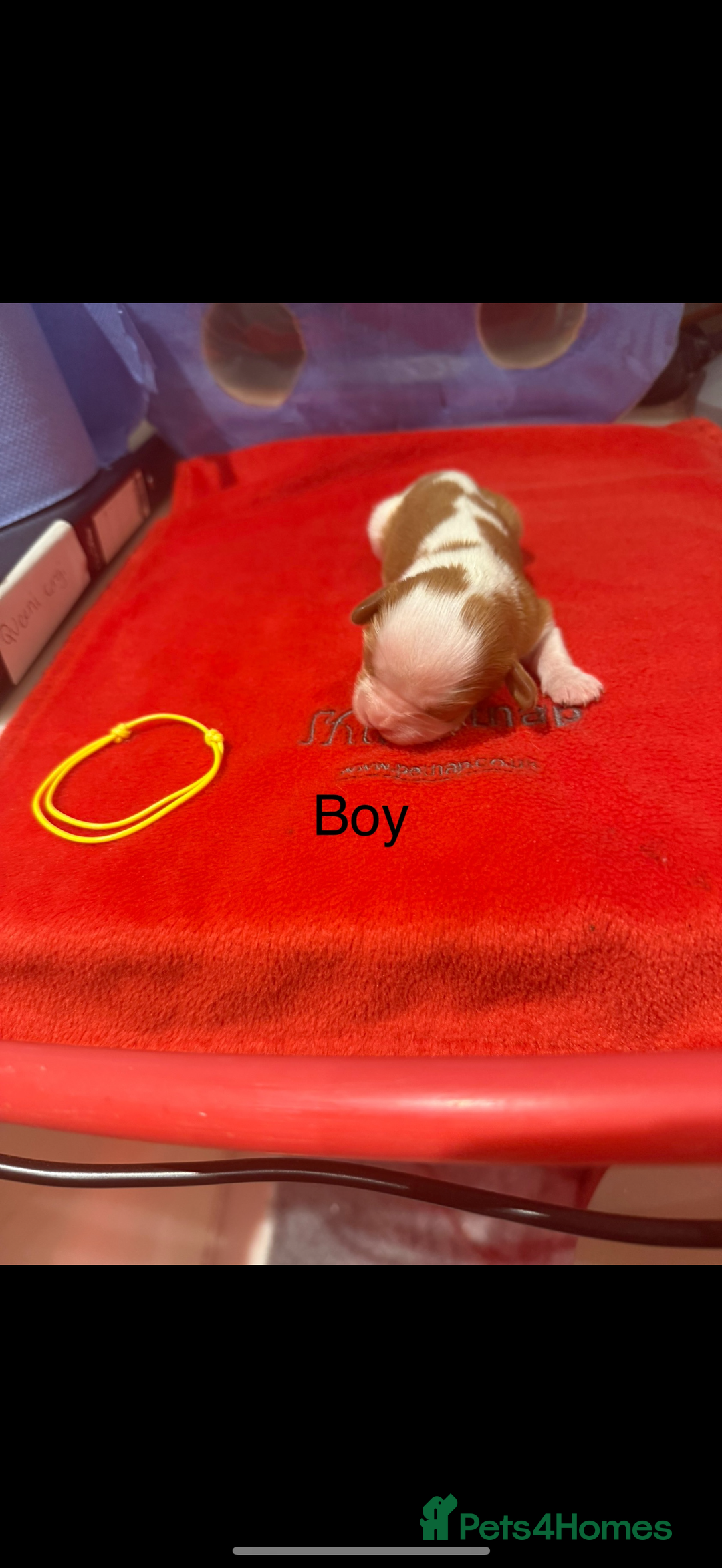Cavalier King Charles Spaniel dogs for sale: Kc dna clear cavalier puppies available  - Image 12