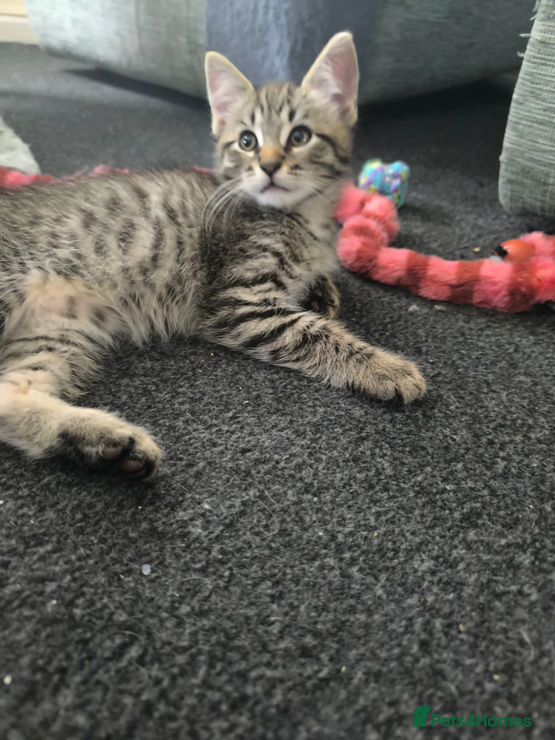 Mixed Breed cats for sale: Wonderful big boy. - Advert 3