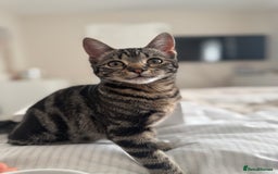 Mixed Breed cats for sale: Bella 9months old  - Image 3