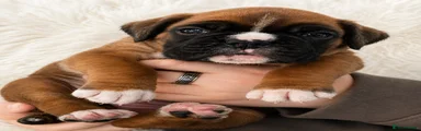 Boxer Puppy 4