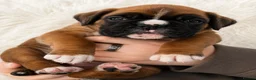 Boxer dogs for sale: BOXER pups - Advert 23