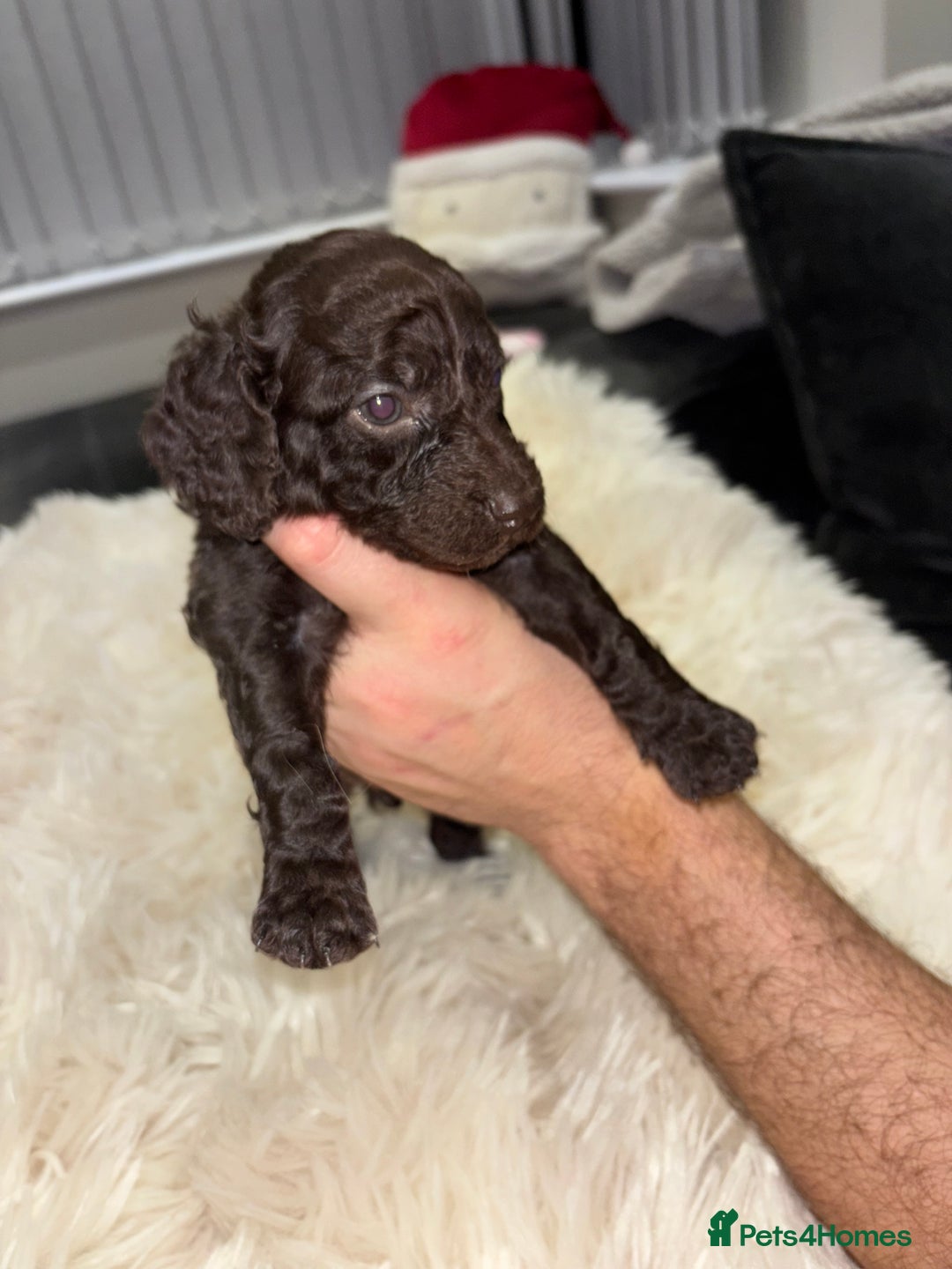 Cockapoo dogs for sale: 5 cockapoo puppies for sale 4 boys and 1 girl  - Advert 4