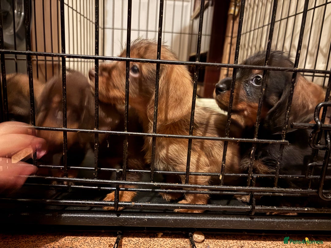 Mixed Breed dogs for sale: Beautiful Dorkie pups - Advert 4