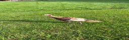 Turkeys poultry for sale: Bourbon reds between 3 and 6months old - Advert 2