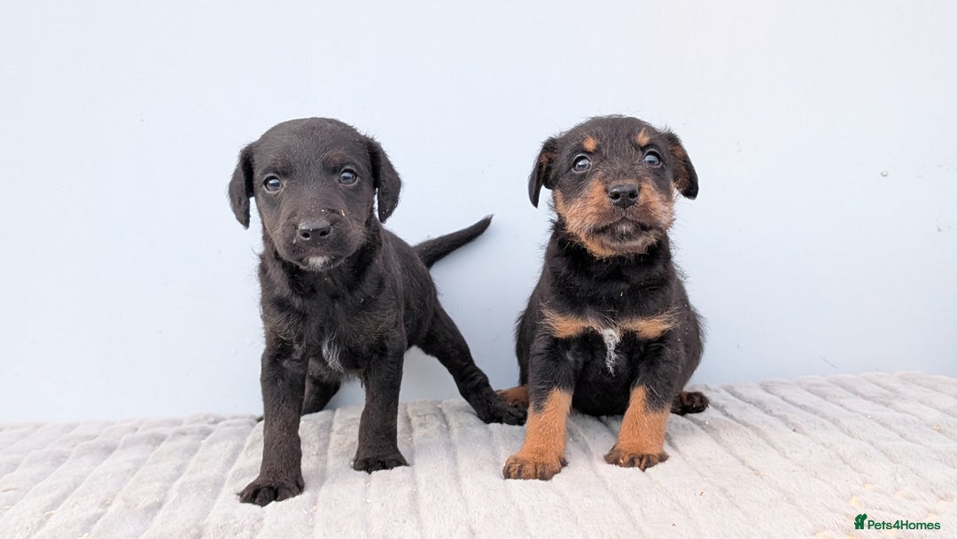 Mixed Breed dogs for sale: 2 Terrier boys - Advert 1