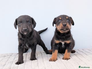 Mixed Breed dogs 2 Terrier boys - Advert 1