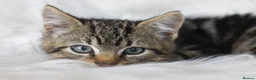 Mixed Breed cats for sale: Stunning Male Tabby Kitten  - Advert 2