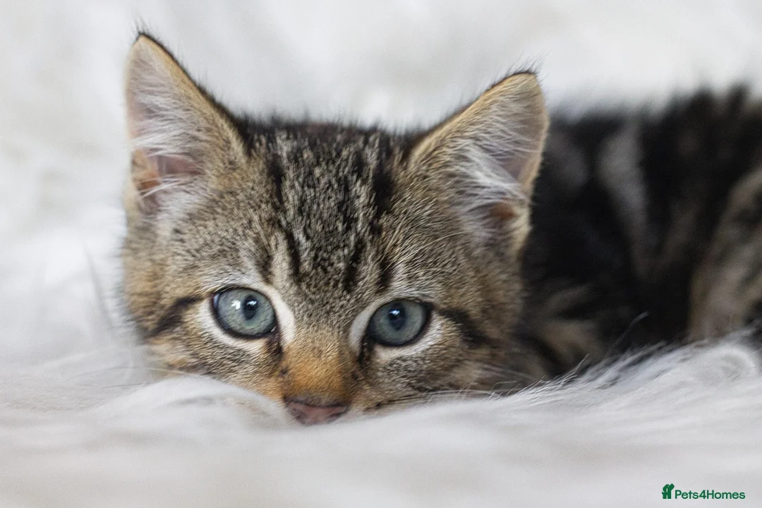 Mixed Breed cats for sale: Stunning Male Tabby Kitten  - Advert 2