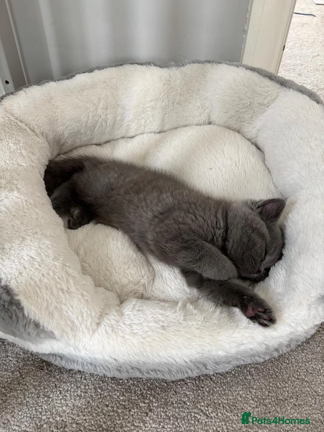 British Shorthair cats for sale: Stunning British shorthair kittens  - Advert 11