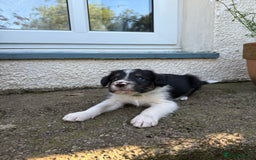 Mixed Breed dogs for sale: Border colllie/bearded collie pups  - Image 3
