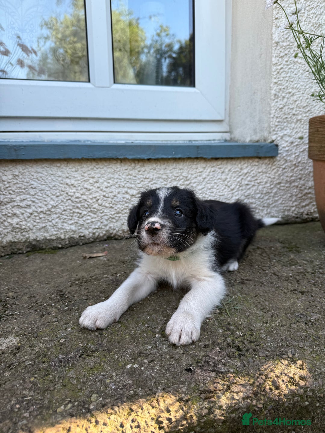 Mixed Breed dogs for sale: Border colllie/bearded collie pups  - Image 3