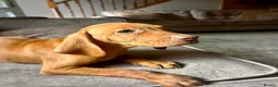 Hungarian Vizsla dogs for sale: LAST 3 HUNGARIAN VISZLA PUPS - Advert 10
