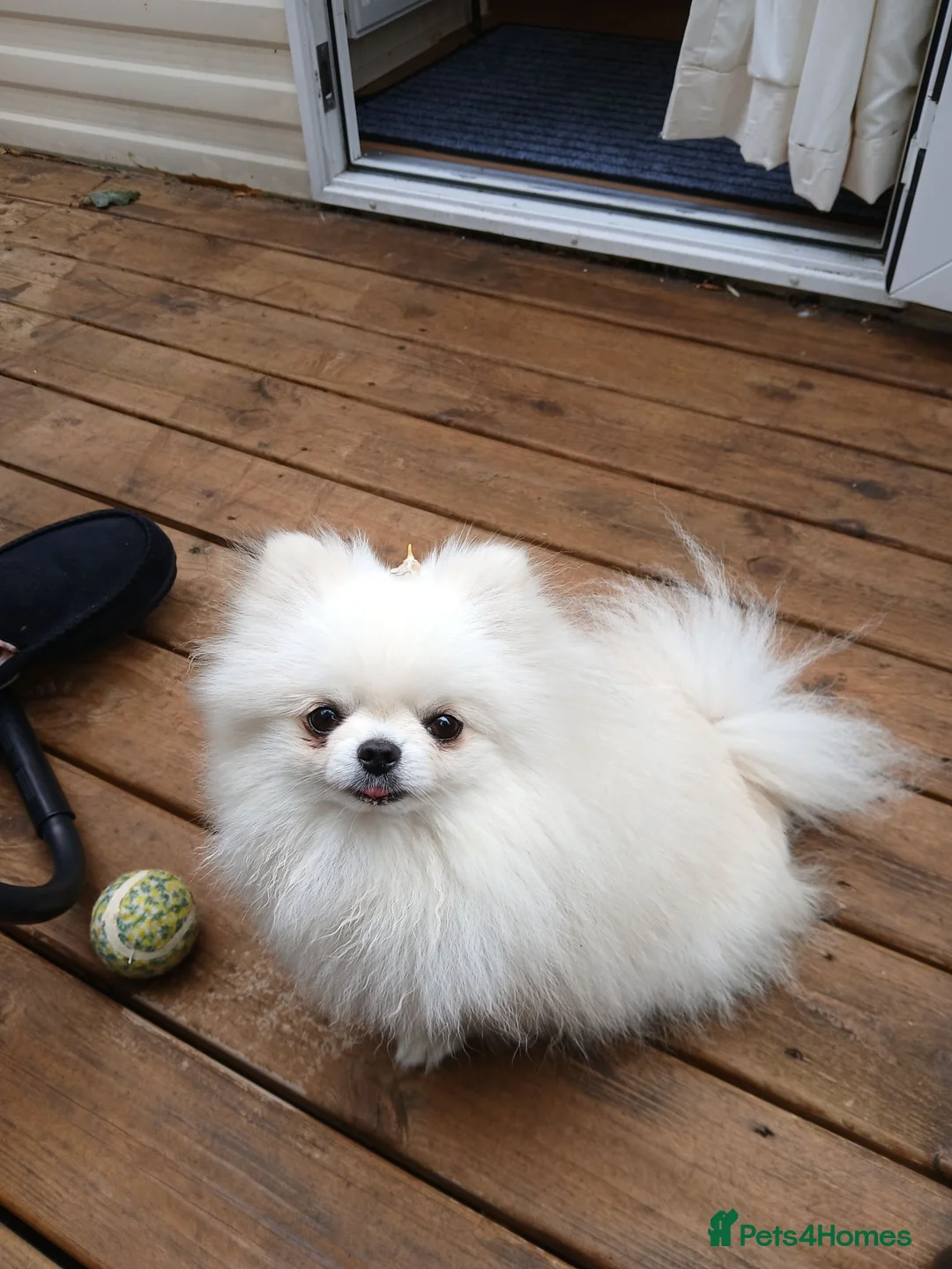Pomeranian dogs for sale: Kc registered pomeranian bitch in Morpeth - Advert 6