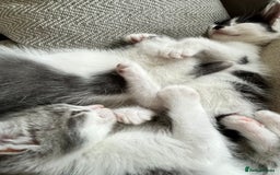 Domestic Shorthair cats for sale: Beautiful litter of kittens for sale - Image 4