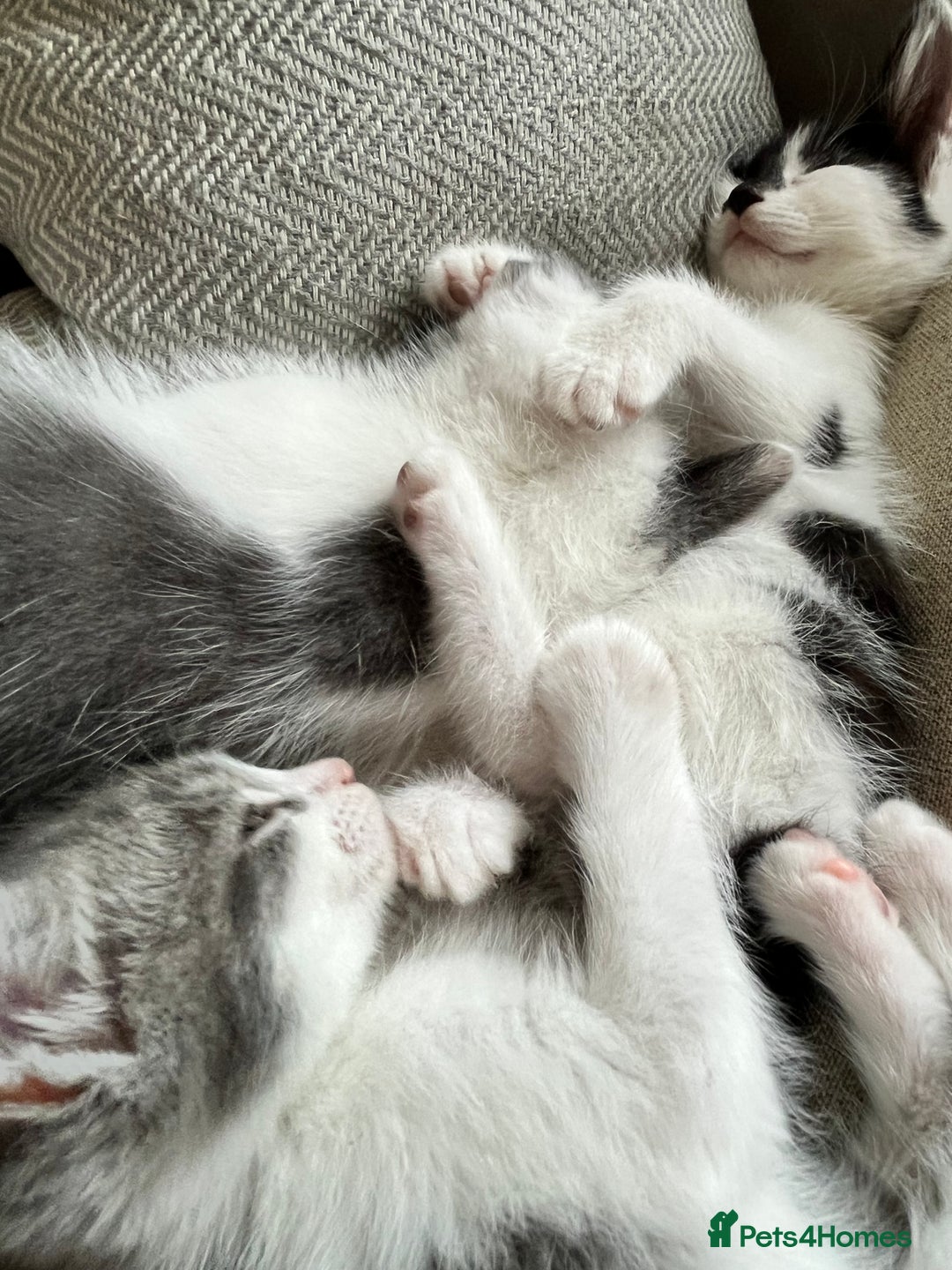 Domestic Shorthair cats for sale: Beautiful litter of kittens for sale - Image 4
