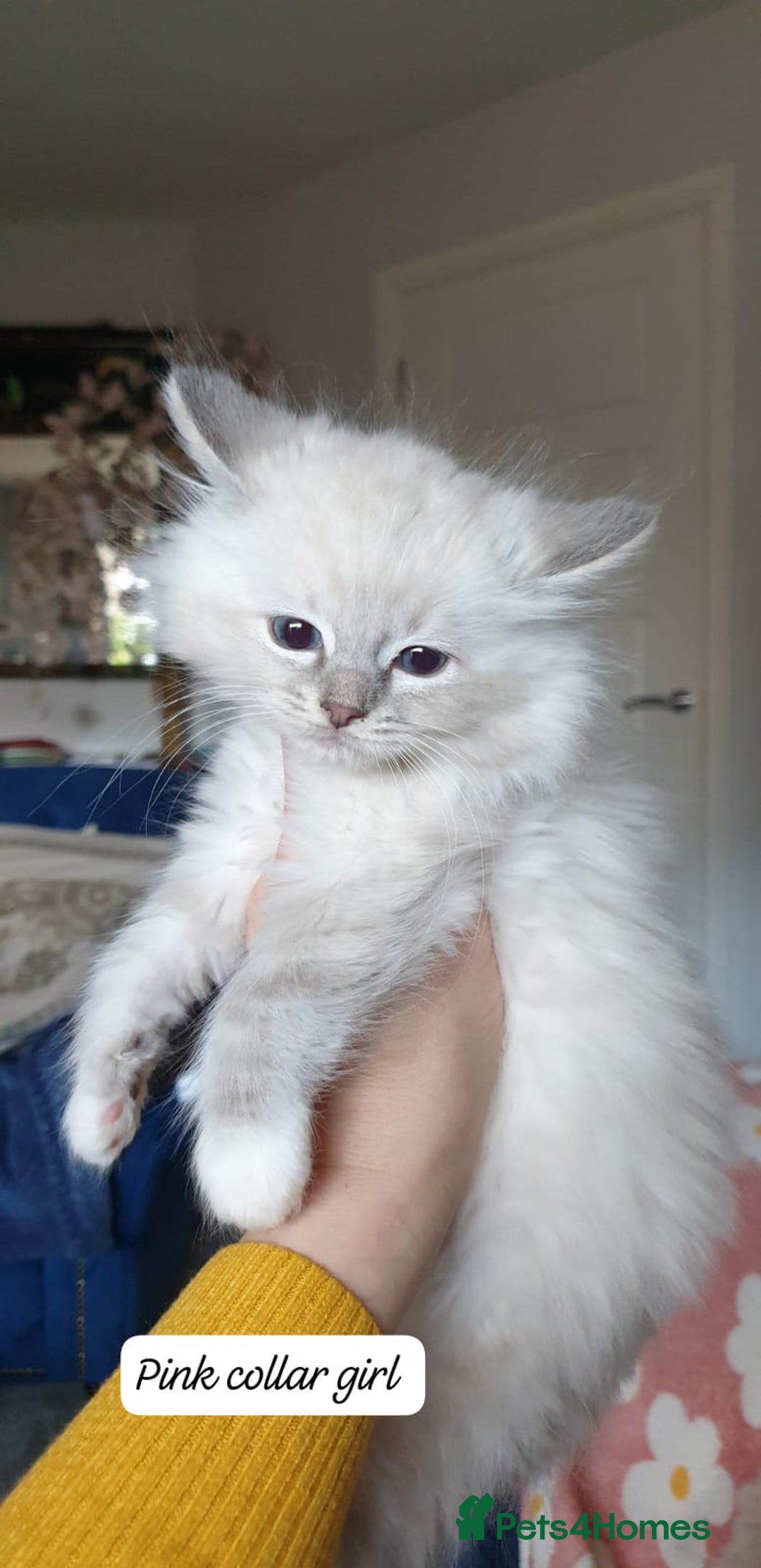 Ragdoll cats for sale: Absolutely Stunning GCCF Registered Kittens. - Advert 10