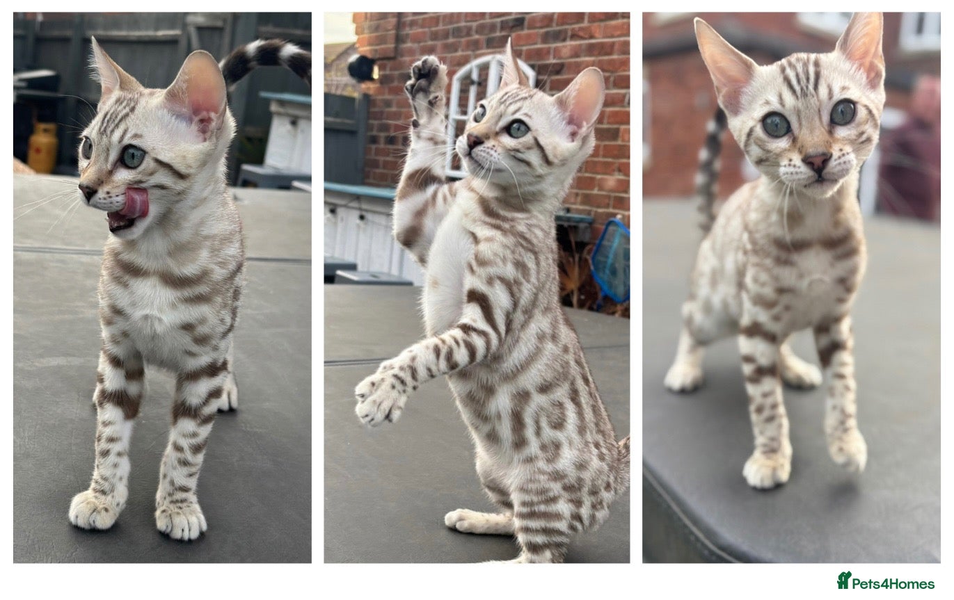 Bengal cats *REDUCED* TICA Snow Bengal boys - Advert 1