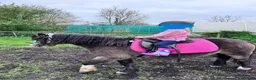 Welsh Section A horses for sale: 12 hh weich section A - Advert 3
