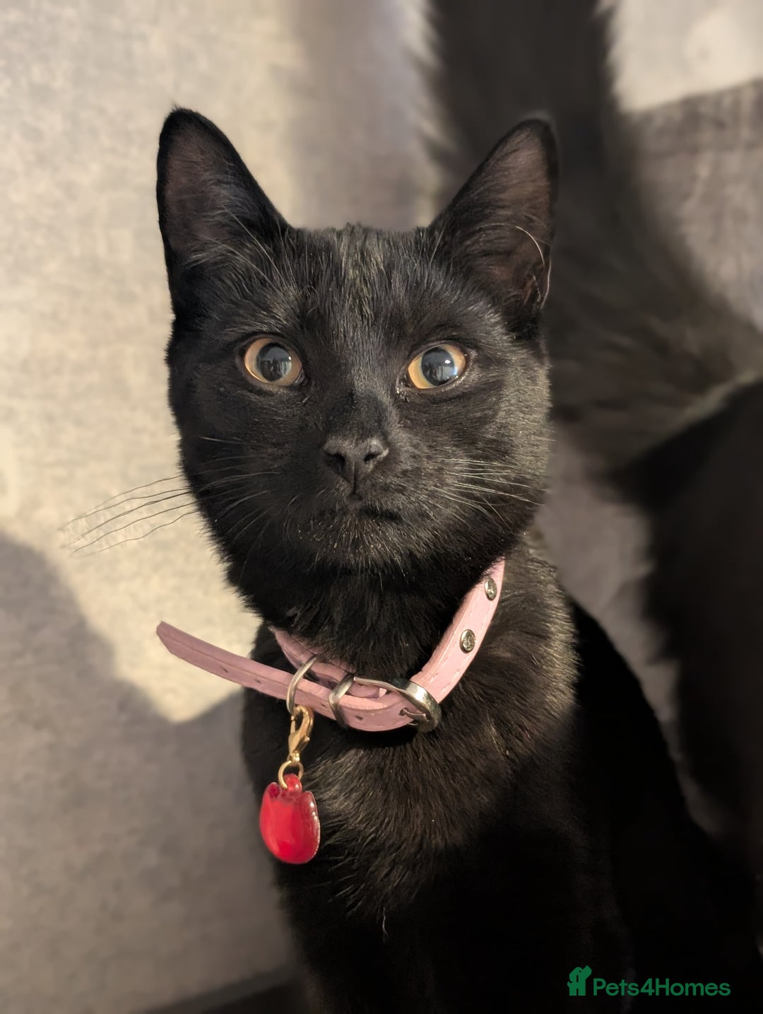 Mixed Breed cats for sale: Beautiful black kitten for rehoming - Advert 2