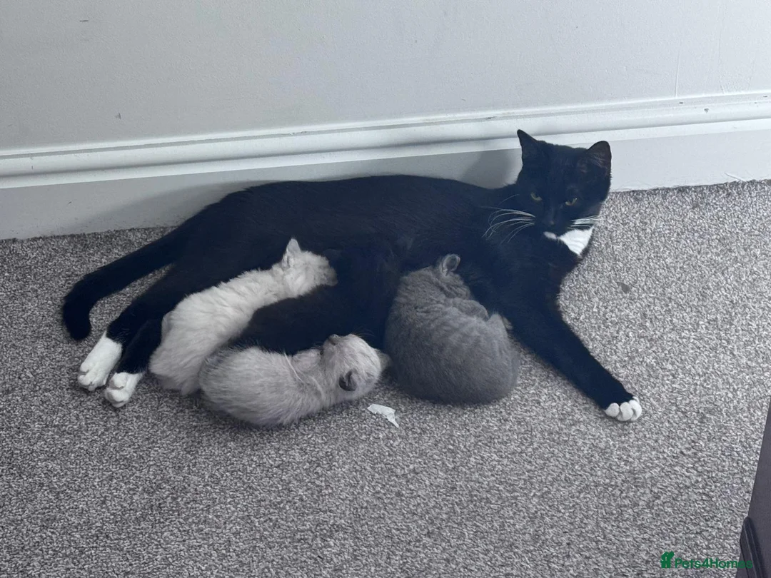 Mixed Breed cats for sale: Beautiful kittens - Advert 8