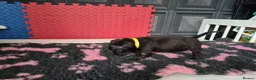 Staffordshire Bull Terrier dogs for sale: Staffordshire bull terrier pups in Leeds - Advert 15