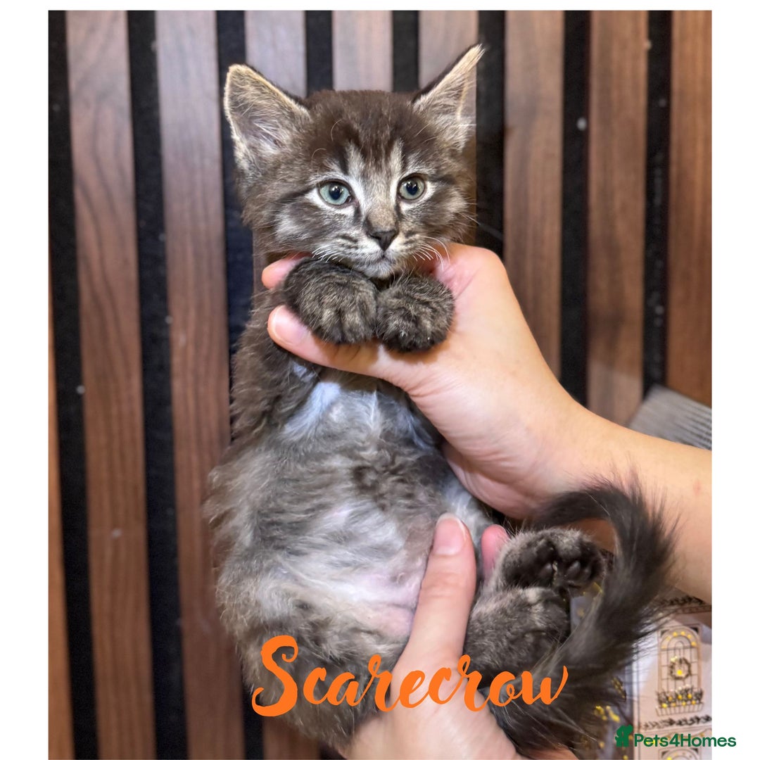 Ragdoll cats for sale: 🌙 Grey Ghost Kittens🎃 – Ragdoll × Tabby 🐾 - Image 2