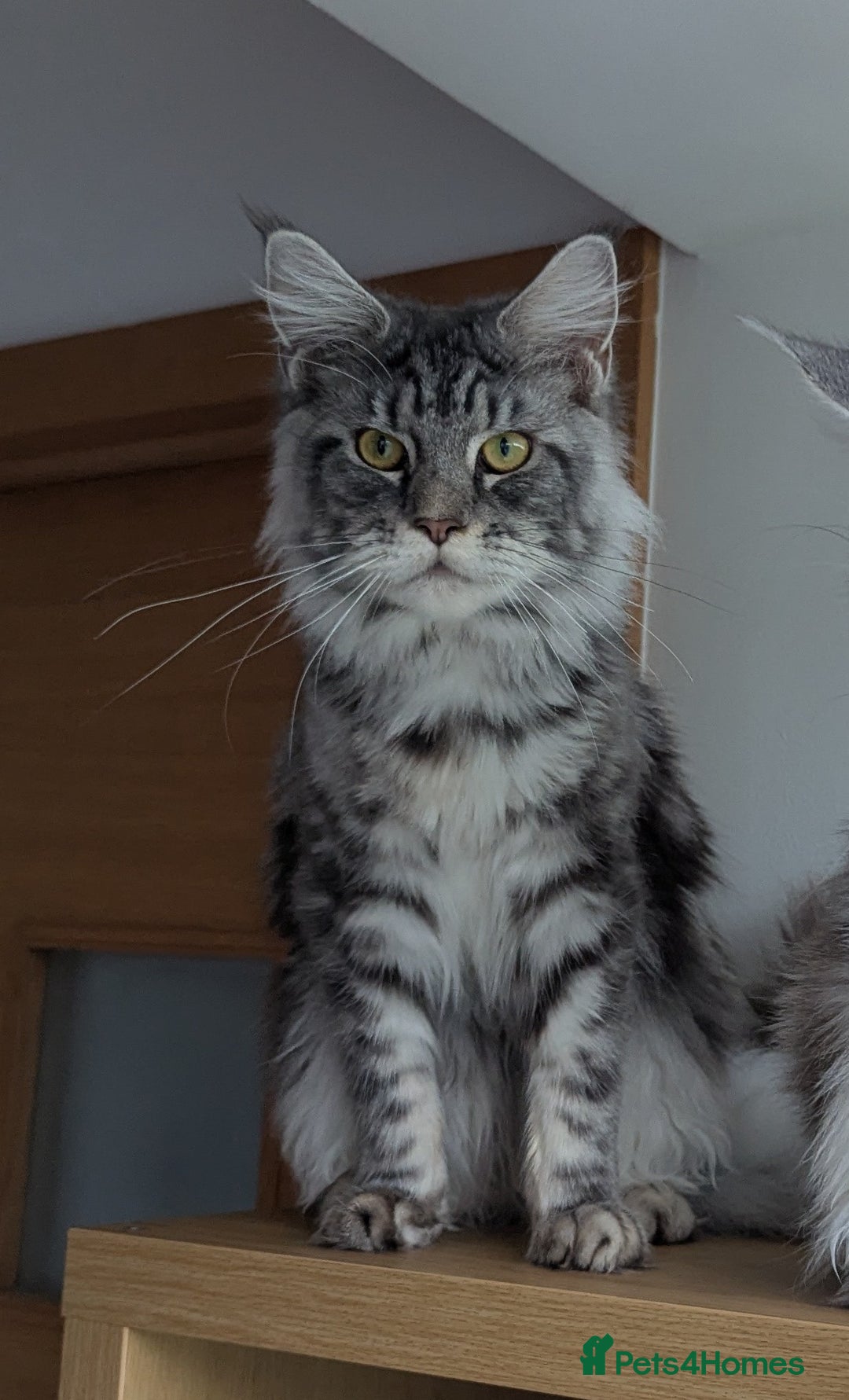 Maine Coon cats for sale: Maine coon females  - Advert 6