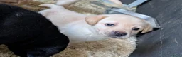 Labrador Retriever dogs for sale: Beautiful show bred family pets  - Advert 4