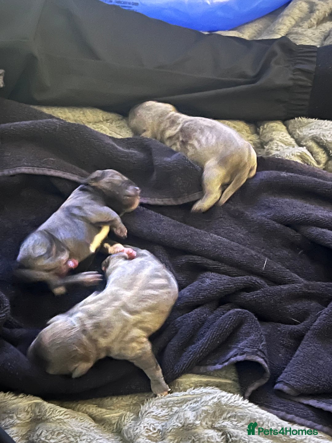 Staffordshire Bull Terrier dogs for sale: kC REGISTERED 5 STAR BLUE PUPPYS FOR SALE  - Advert 3