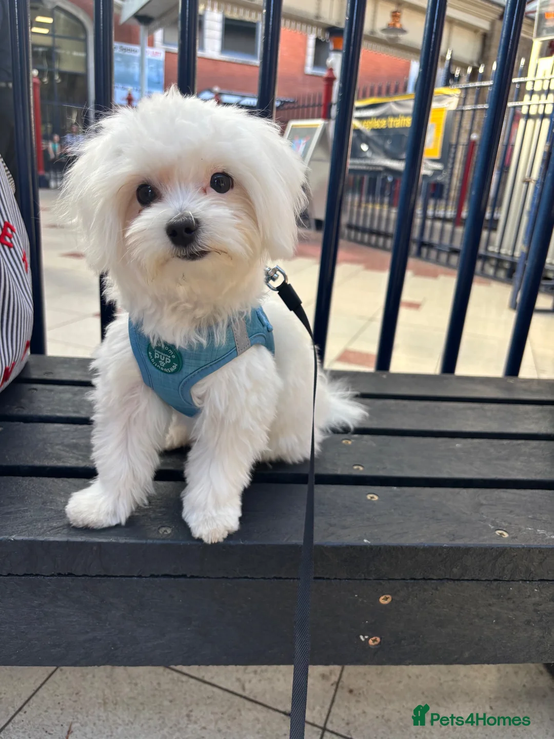 Maltese dogs for sale: Maltese Boy for sale - Advert 1