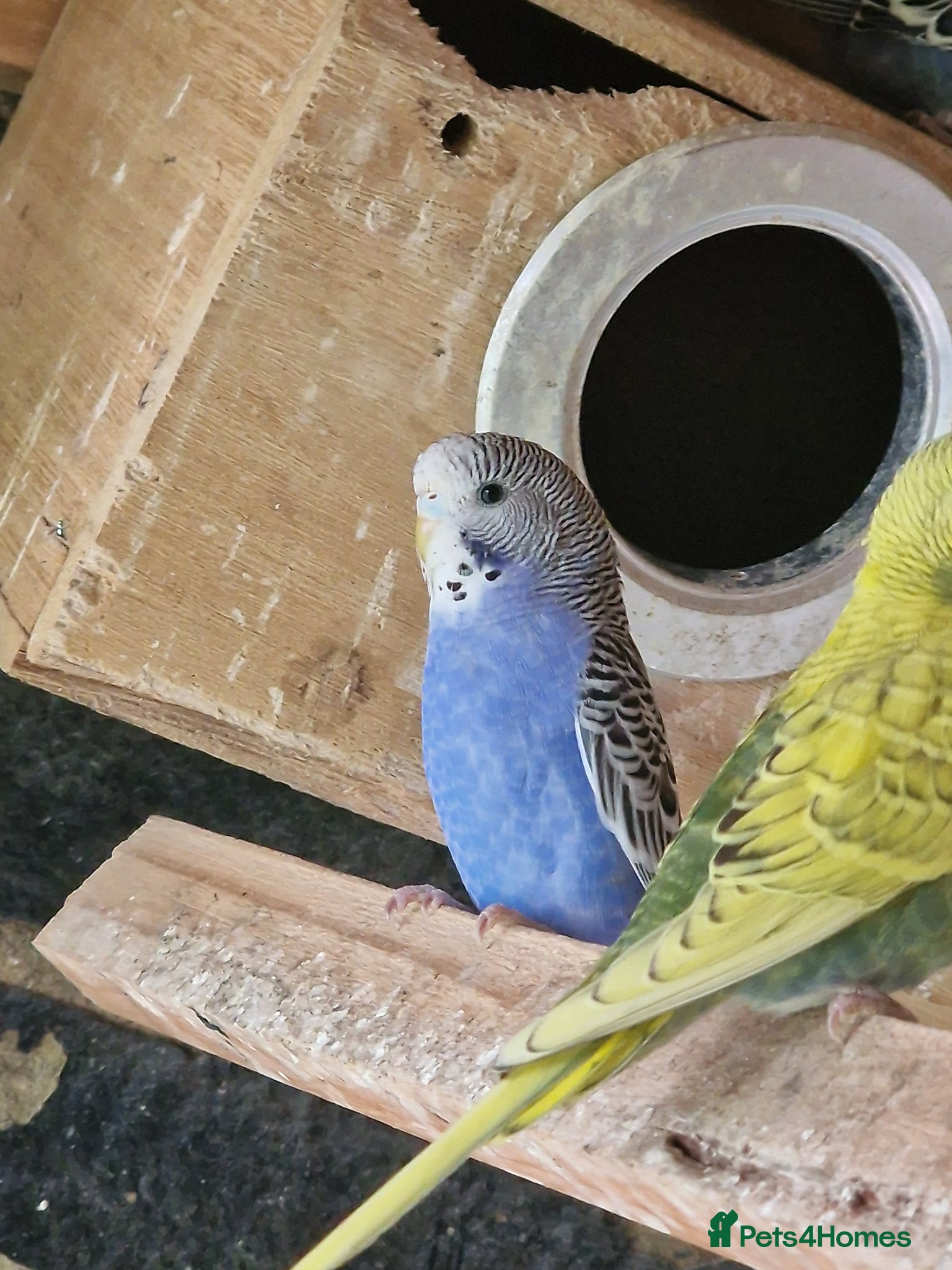 Budgerigars birds for sale: Budgies for sale  in Bradford - Advert 2