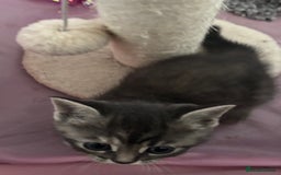 British Shorthair cats for sale: BSH silver tabby kittens - Image 7