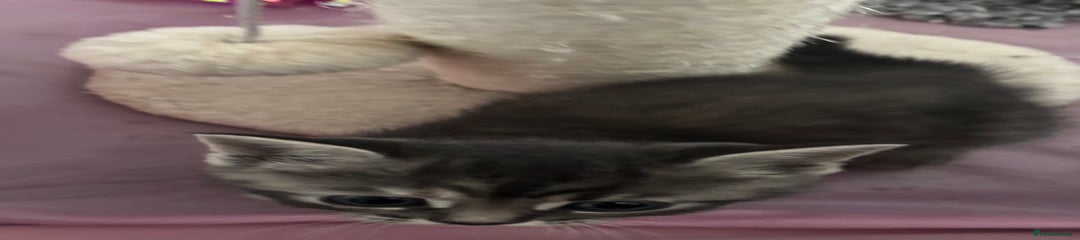 British Shorthair Kitten 4