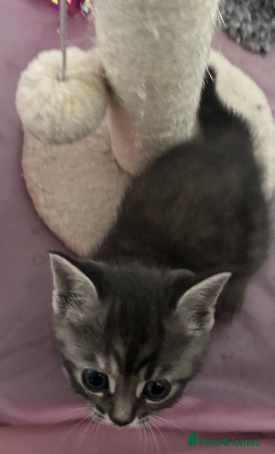 British Shorthair cats for sale: BSH silver tabby kittens - Image 7