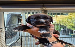 Mixed Breed dogs for sale: Mixed breed puppies  - Image 9