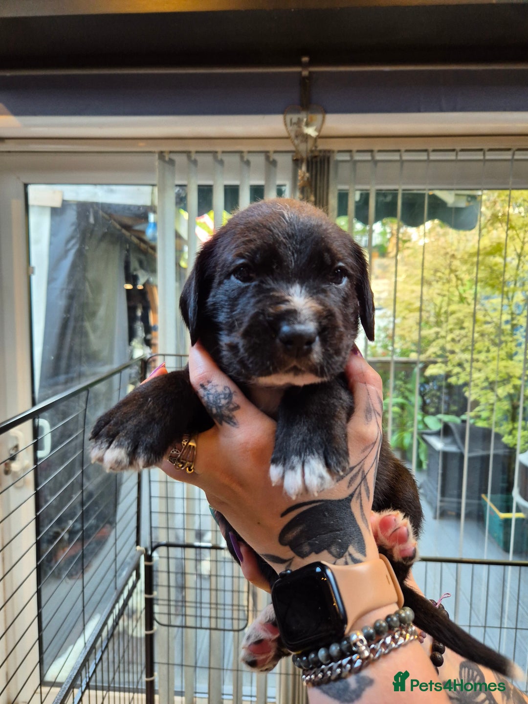 Mixed Breed dogs for sale: Mixed breed puppies  - Image 9