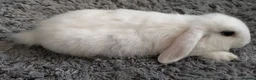 Mixed Breed rabbits for sale: Cute & Loving French x Mini Lop Ready!!! - Advert 15