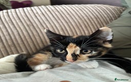Mixed Breed cats for sale: 3 adorable kittens ready for their forever homes - Image 5