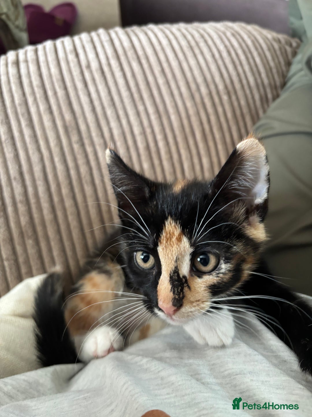 Mixed Breed cats for sale: 3 adorable kittens ready for their forever homes - Image 5