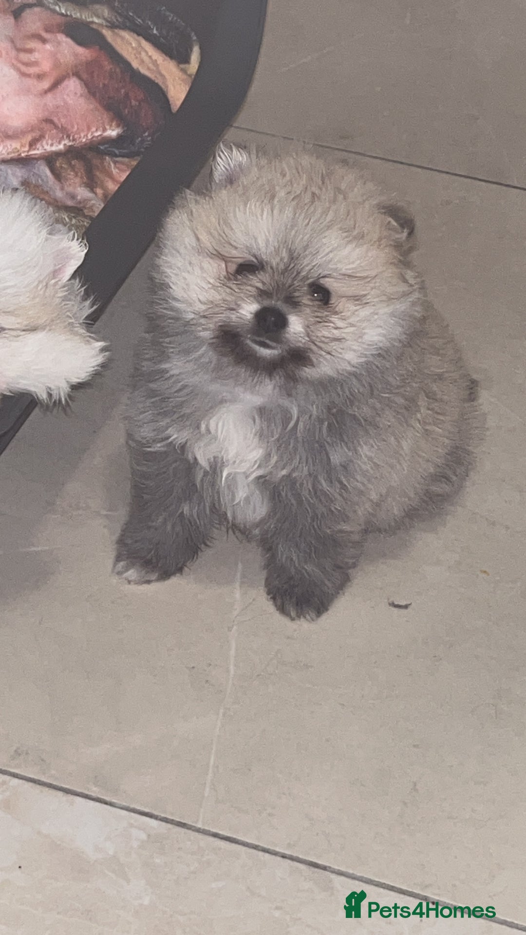 Pomeranian dogs for sale: Kc Reg Pomeranian Pups - Advert 5