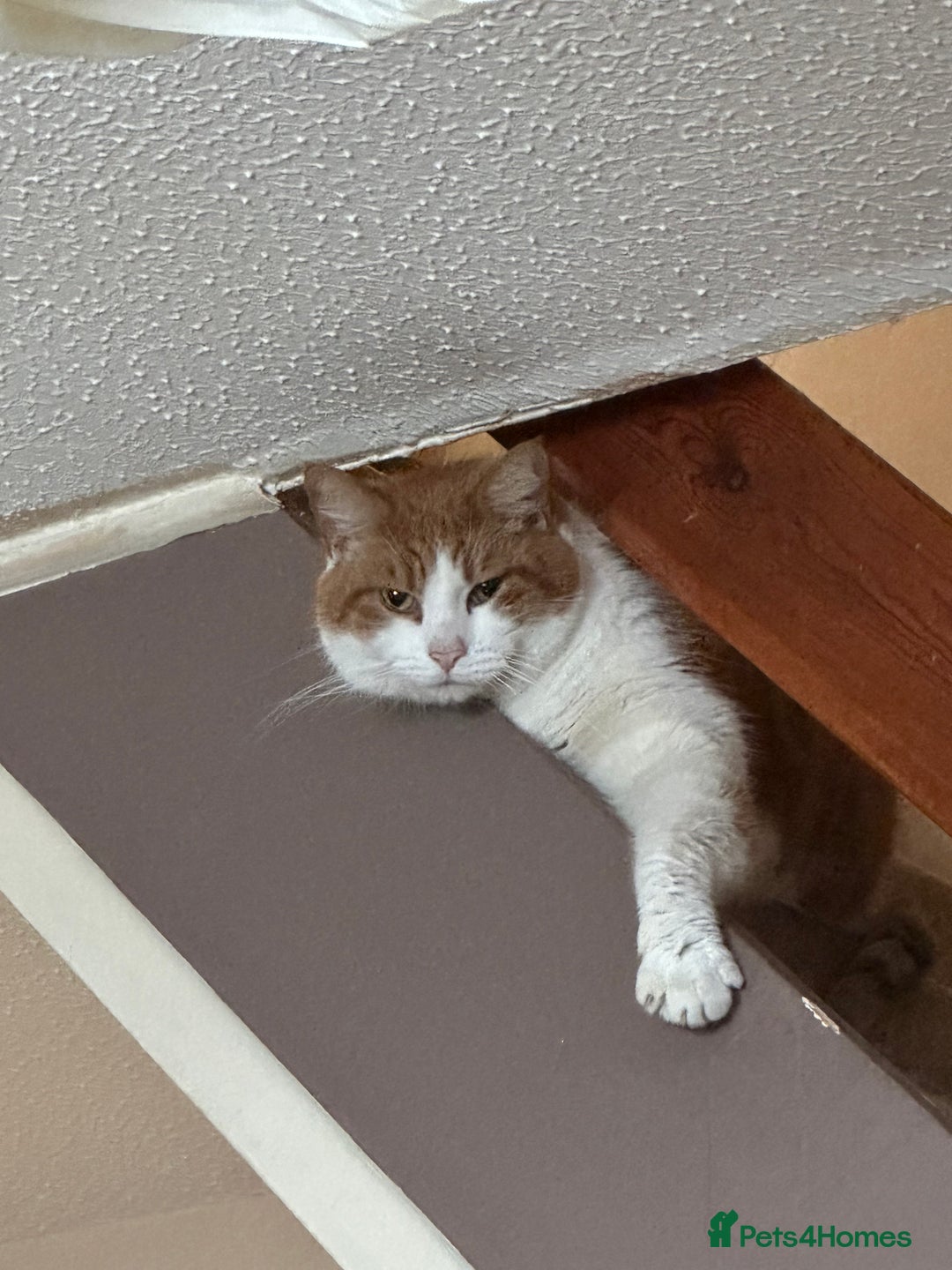 Domestic Shorthair cats for sale: Momie the Foodie - Advert 3