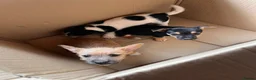 Jack Russell dogs for sale: Jack Russell Puppys for sale - Advert 3