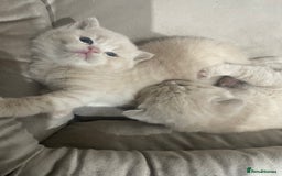 British Shorthair cats for sale: British shorthair  - Image 2